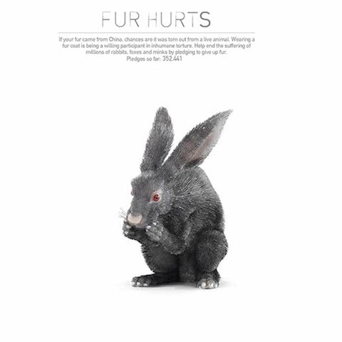 peta-fur-hurts-site-rabbit