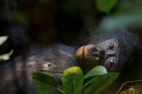bonobos-Christian-Ziegler