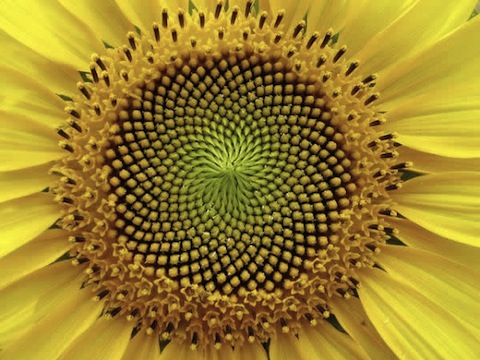 numero-aureo-fibonacci_1