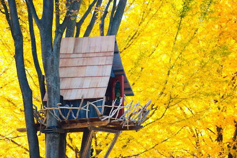 Tree-House-Surrounded-by-Yellow