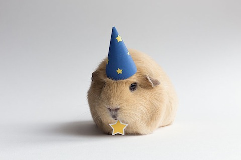 worlds-cutest-guinea-pig-booboo-1