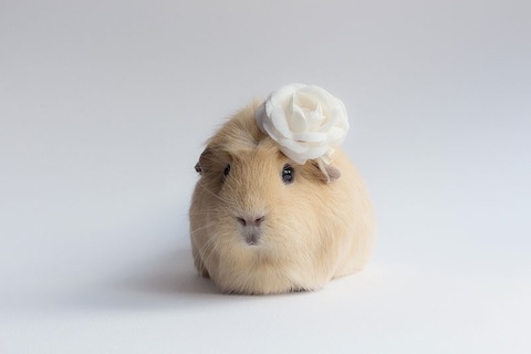 worlds-cutest-guinea-pig-booboo-5