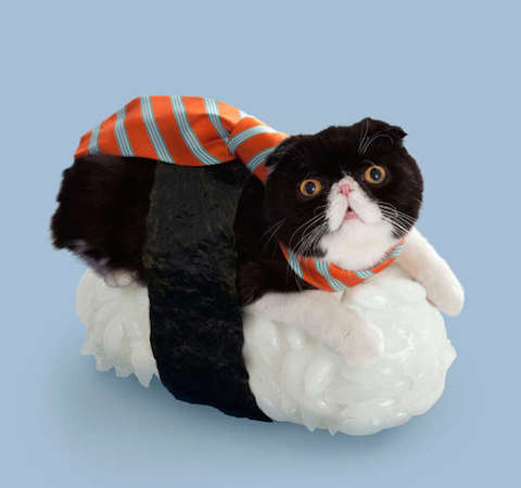 sushi-cats