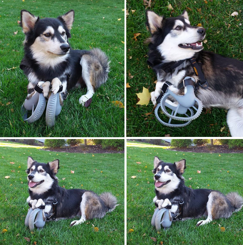 3D-printed-paws-allow-disabled-dog-to-run-for-the-first-time-designboom-06