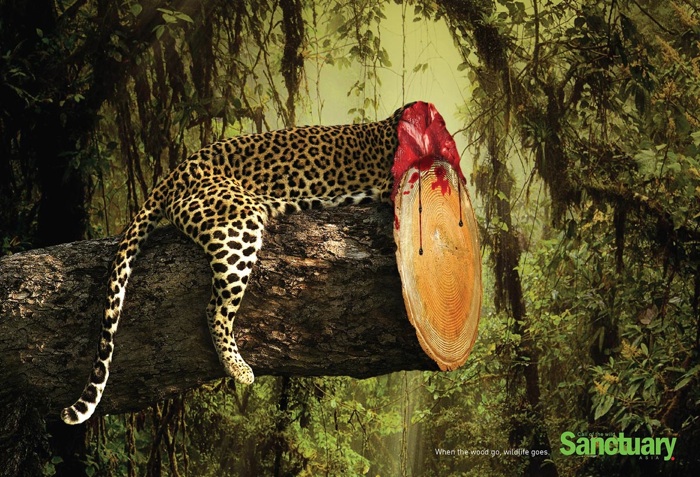 Sanctuary-Wildlife-jaguar