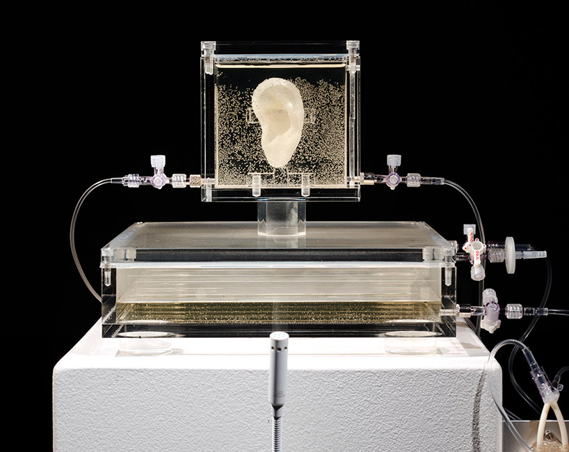 artist-has-grown-van-goghs-ear-with-DNA-and-a-3D-printer-designboom-02
