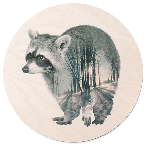 faunascapes-plywood-raccoon