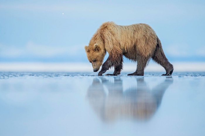 foto Categoría- mundo natural : Autor- Kevin Morgan : Lugar- Parque Nacional Lago Clark, Alaska smithsonian.com