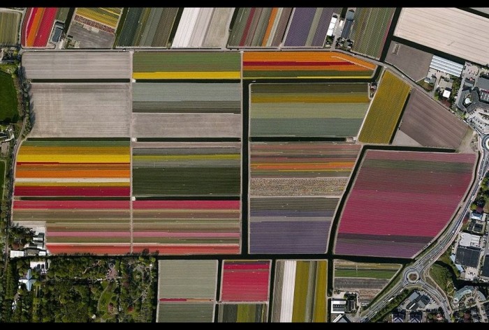 Campos de tulipanes, Holanda