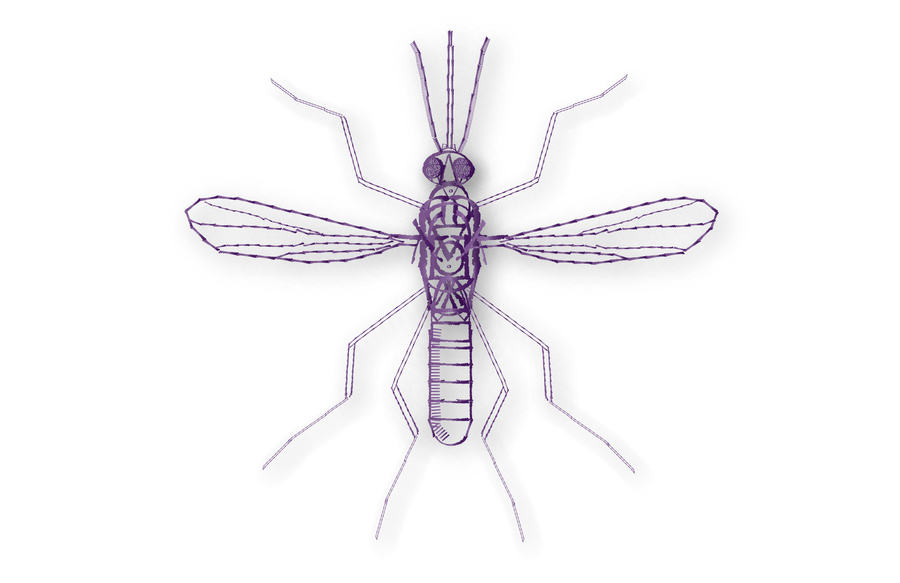 insecto-tipografia1