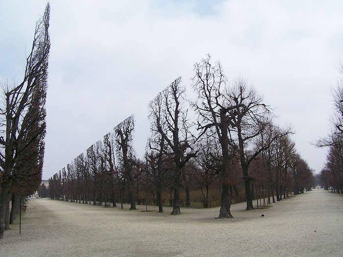 FOTO Árboles en el Parque Schonbrunn