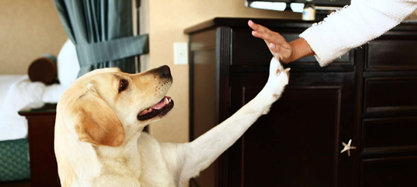 Si piensas aceptar mascotas en tu hotel, debes tomar en cuenta estas 6 consideraciones en la Arquitectura Pet Friendly para diseñar adecuadamente el recinto